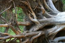 pixabay-tassilo111-root-296885_1280_1200x800.jpg
