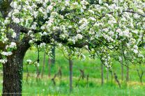 üppige Apfelblüte