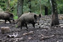 pixabay-Jamie92-wild-boar-4540450_1200x800.jpg