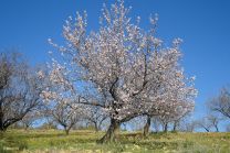 pixabay-tassilo111-almond-blossom-323829_1200x800.jpg